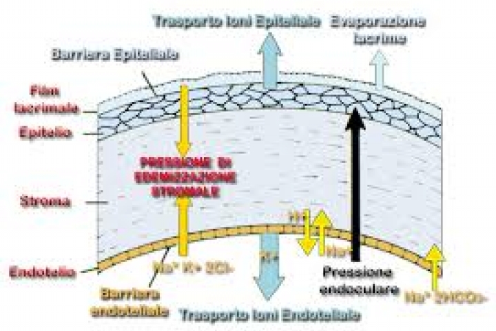 immagine 7 di Biomicroscopia Endoteliale Pachimetria studio della cornea