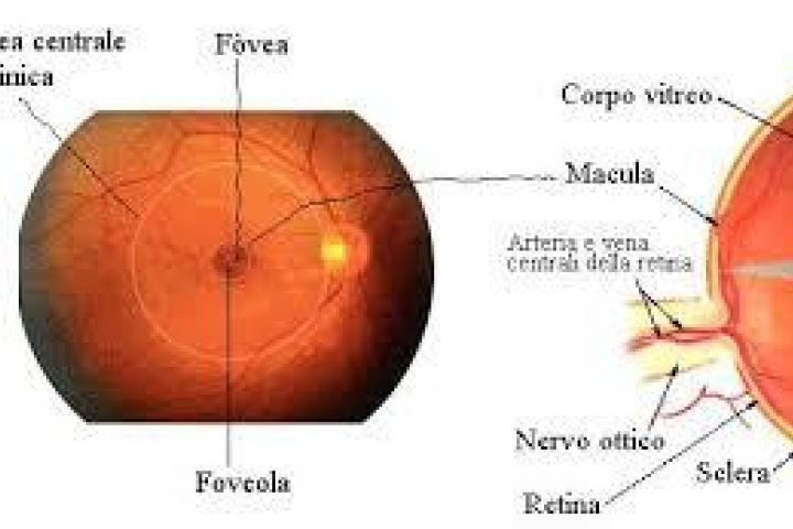 Le maculopatie, come diagnosticarle e curarle